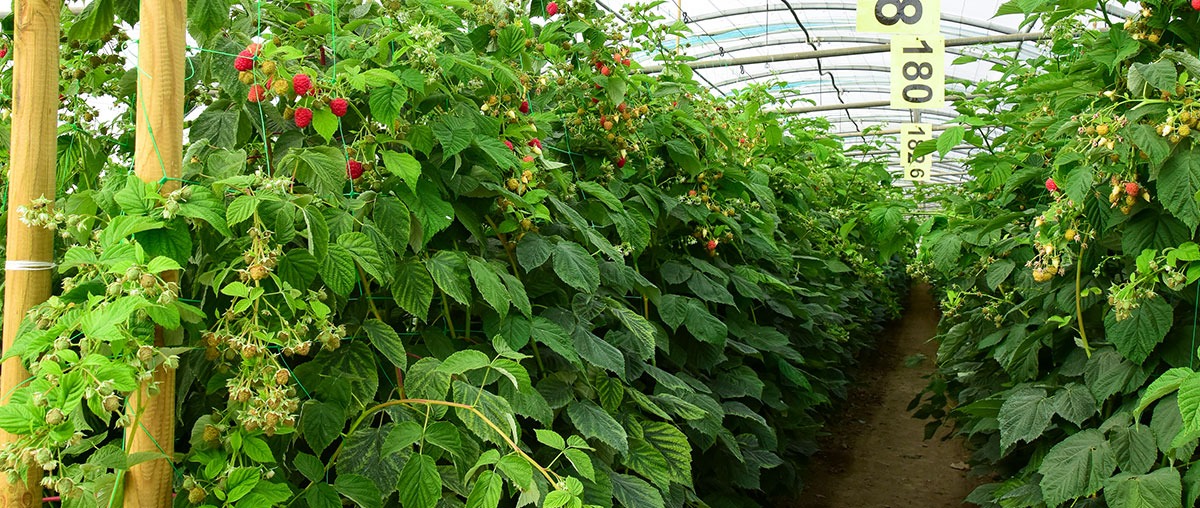 Photo de framboises en production sous serre