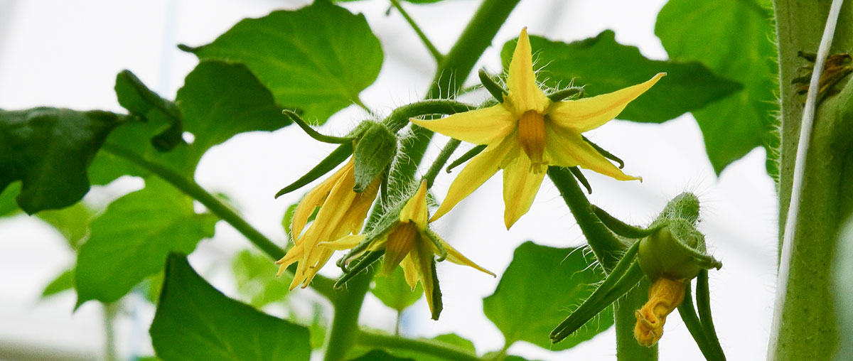 Photo d'une fleur de tomate pour la photosynthèse