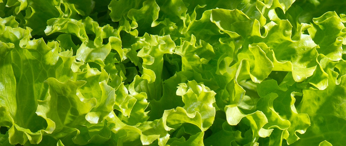 Photo d'une salade frisée de près