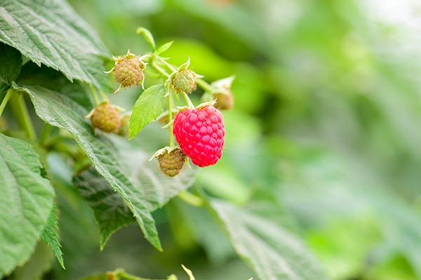 Framboise Baies, variétés, production, saisonnalité