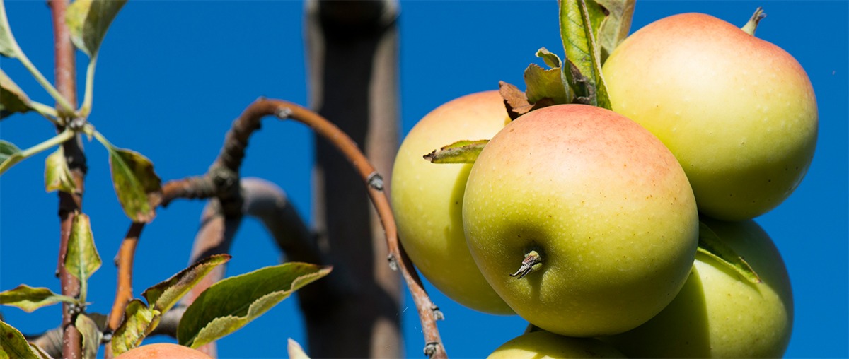 Photo de pommes bio sur un pommier dans un verger avec un ciel bleu