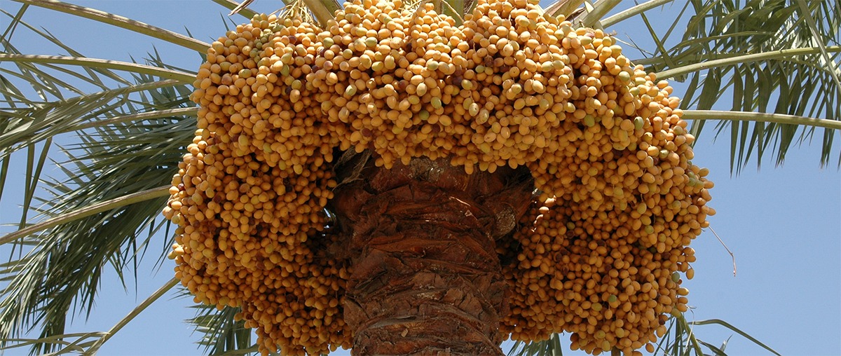 Photo d'un palmier dattier Idyl en production