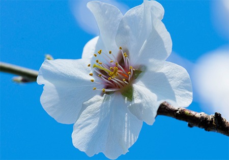 Photo d'une fleur d'amandier