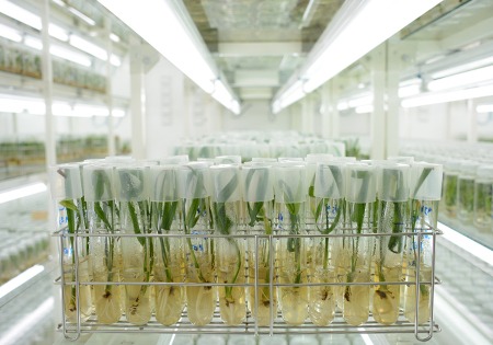 Photo de plants de palmiers dans le laboratoire Maghreb palm