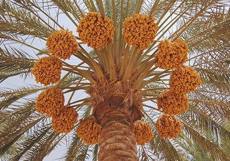 Photo d'un palmier en production Filali