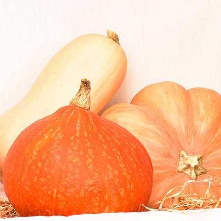 Photo de courge bio Tribu écolo