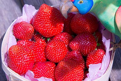 Photo de fraises de provence Tribu écolo