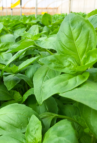 basilic La Ferme des Herbes