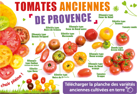 Planche des variétés de tomates anciennes