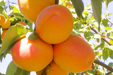 Abricots de Provence par Idyl