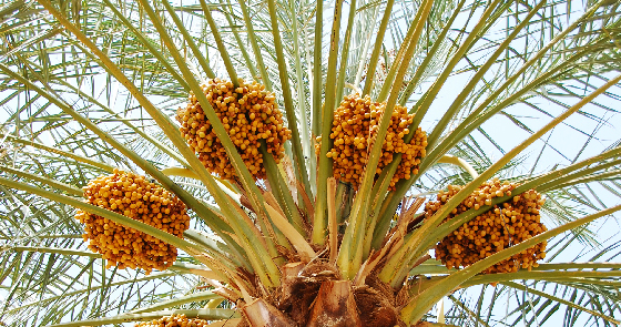 Dattes Mejhoul Filali Maroc les riads du tafilalet