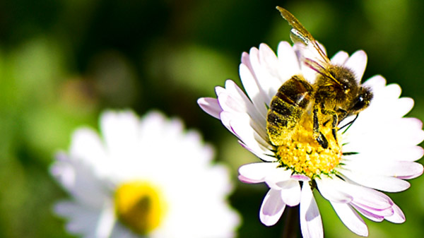 Consignes de Tri abeilles