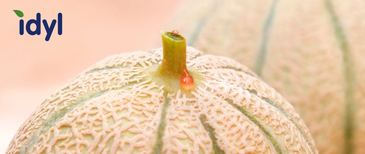 Melon du maroc producteur