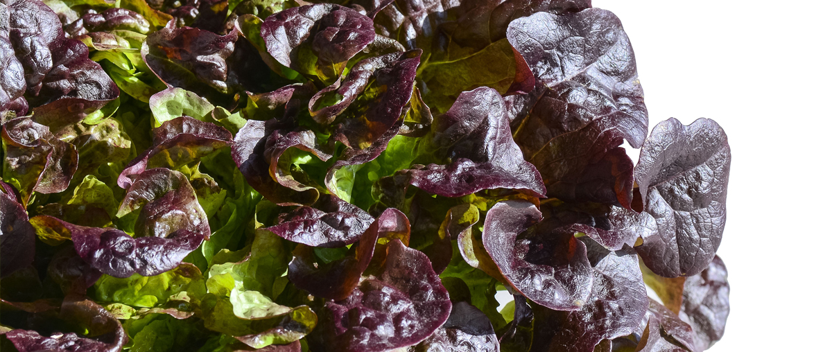 Salades de Provence eva par Idyl