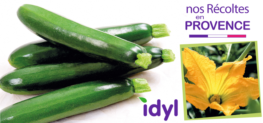 Courgette Idyl Provence