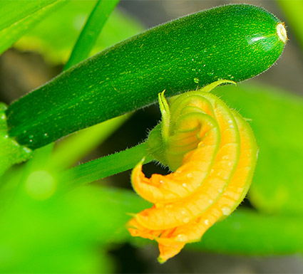 Courgette et fleur Idyl